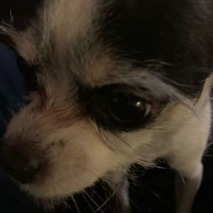 Meet your Posher, Imalis